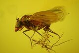Detailed Fossil Fly (Diptera) In Baltic Amber #170073-2